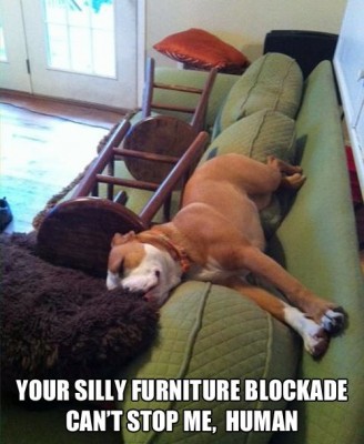 your-silly-furniture-blockade-cant-stop-me-human-dog-sleeping.jpg